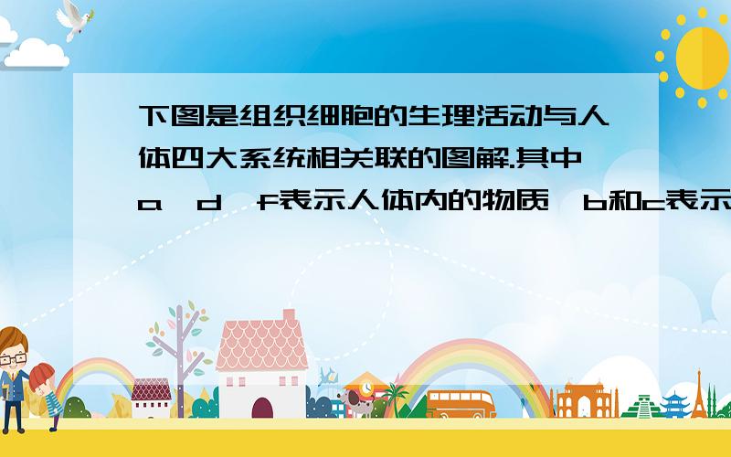 下图是组织细胞的生理活动与人体四大系统相关联的图解.其中a、d、f表示人体内的物质,b和c表示体内的气体,①与②表示血管,A与B表示吸收物质的过程.请据图回答以下问题：   组织细胞代谢