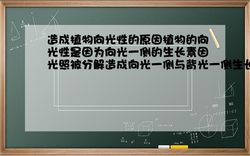 造成植物向光性的原因植物的向光性是因为向光一侧的生长素因光照被分解造成向光一侧与背光一侧生长素含量不均,还是因为向光一侧一部分生长素横向运输到背光一侧造成生长素含量不均