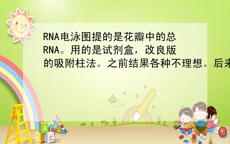 RNA电泳图提的是花瓣中的总RNA。用的是试剂盒，改良版的吸附柱法。之前结果各种不理想。后来把各个环节都仔细的处理了，还是如此。电泳结果如下。右边是点的marker。但是感觉不太对啊