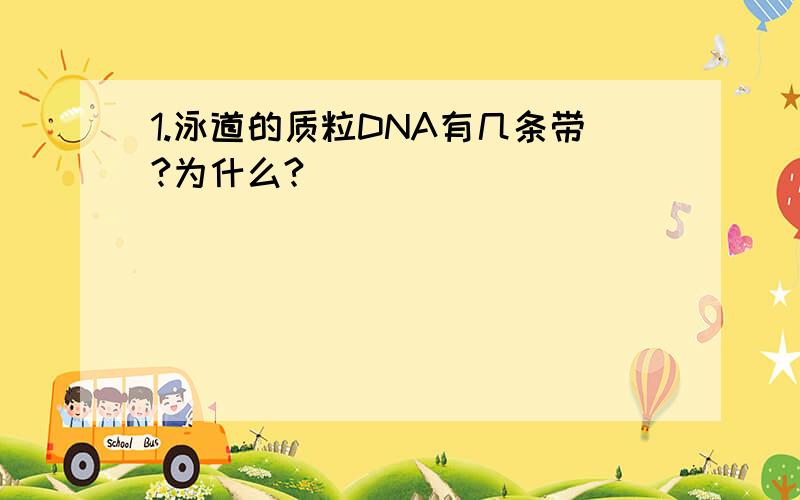 1.泳道的质粒DNA有几条带?为什么?