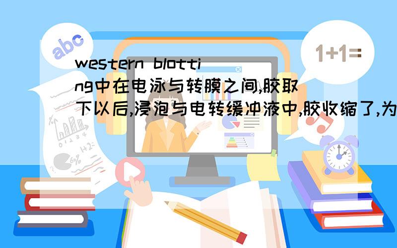 western blotting中在电泳与转膜之间,胶取下以后,浸泡与电转缓冲液中,胶收缩了,为什么?不知道这是不是正常的现象,同学遇到过相同的问题吗?还有,因为在网上查文献的时候,都说是让把模与滤纸