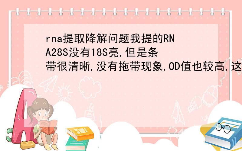 rna提取降解问题我提的RNA28S没有18S亮,但是条带很清晰,没有拖带现象,OD值也较高,这种情况是不是降解呢?