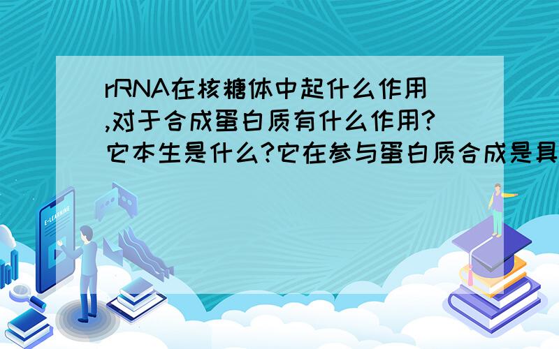 rRNA在核糖体中起什么作用,对于合成蛋白质有什么作用?它本生是什么?它在参与蛋白质合成是具体有什么作用？