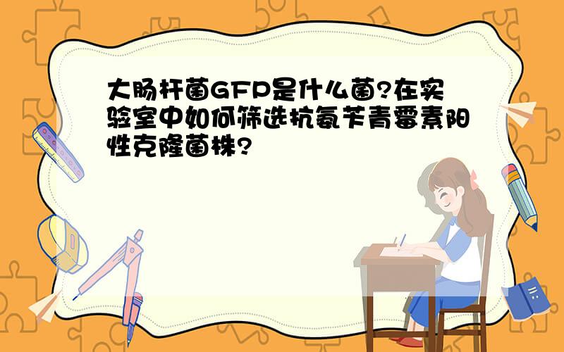 大肠杆菌GFP是什么菌?在实验室中如何筛选抗氨苄青霉素阳性克隆菌株?