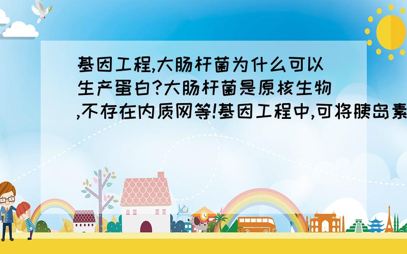 基因工程,大肠杆菌为什么可以生产蛋白?大肠杆菌是原核生物,不存在内质网等!基因工程中,可将胰岛素基因导入大肠杆菌中,从而生产胰岛素!但胰岛素是蛋白!需要经内质网折叠等才有特定功