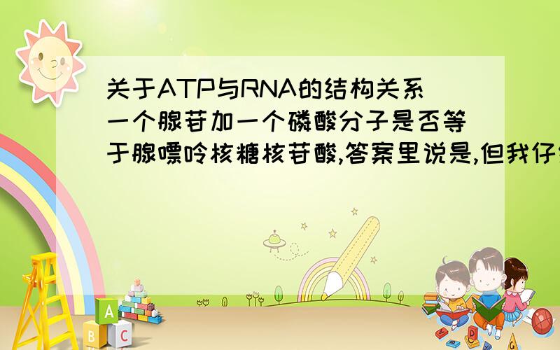 关于ATP与RNA的结构关系一个腺苷加一个磷酸分子是否等于腺嘌呤核糖核苷酸,答案里说是,但我仔细看了一下他们的结构简式,腺嘌呤核糖核苷酸中核糖和磷酸分子相连的中间有一个碳,而ATP没有