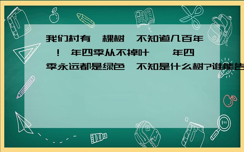 我们村有一棵树,不知道几百年咯!一年四季从不掉叶,一年四季永远都是绿色,不知是什么树?谁能告诉我吗我才一级哦!上传不了图片……