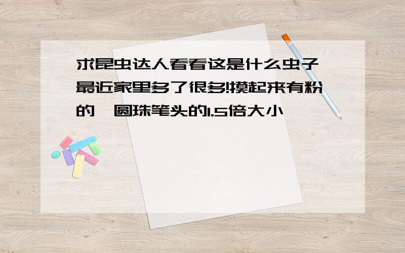 求昆虫达人看看这是什么虫子,最近家里多了很多!摸起来有粉的,圆珠笔头的1.5倍大小