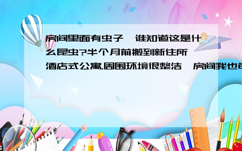 房间里面有虫子,谁知道这是什么昆虫?半个月前搬到新住所,酒店式公寓.周围环境很整洁,房间我也每天拖地,不做饭,零吃只放冰箱内.这虫子绝对不是蟑螂,哥们可是农村出身的.身长约0.5-1厘米,