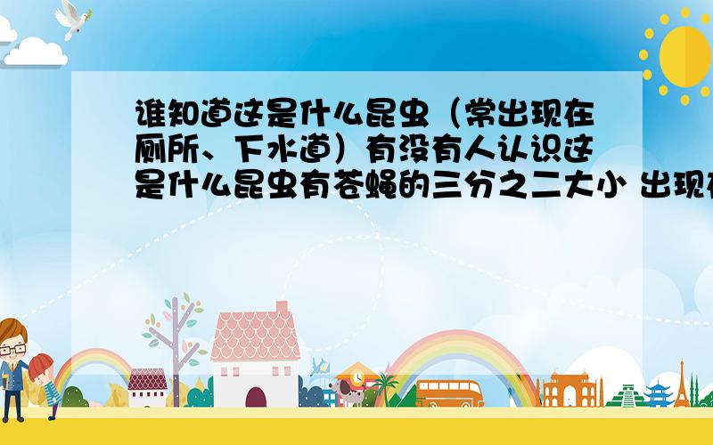 谁知道这是什么昆虫（常出现在厕所、下水道）有没有人认识这是什么昆虫有苍蝇的三分之二大小 出现在厕所、下水道我印象里是六七年前上高中才开始出现的一种奇怪的东西貌似对杀虫剂