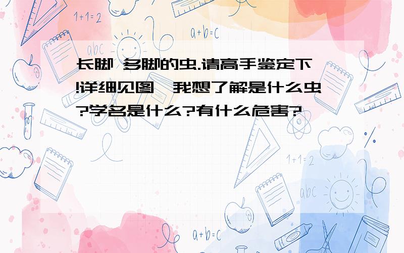 长脚 多脚的虫.请高手鉴定下!详细见图,我想了解是什么虫?学名是什么?有什么危害?