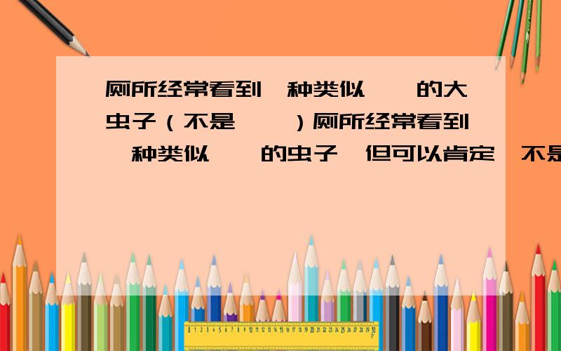 厕所经常看到一种类似蟑螂的大虫子（不是蟑螂）厕所经常看到一种类似蟑螂的虫子,但可以肯定,不是蟑螂.有外壳,那个壳好像是翅膀,但是不会飞.要再会飞.我非疯了不可.经常出现在厕所.其