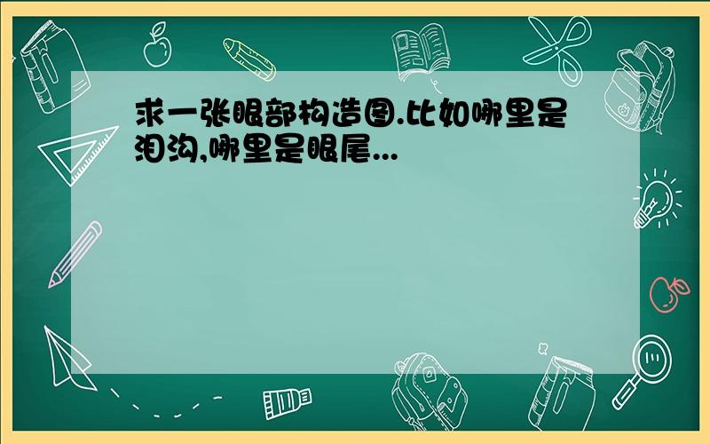 求一张眼部构造图.比如哪里是泪沟,哪里是眼尾...