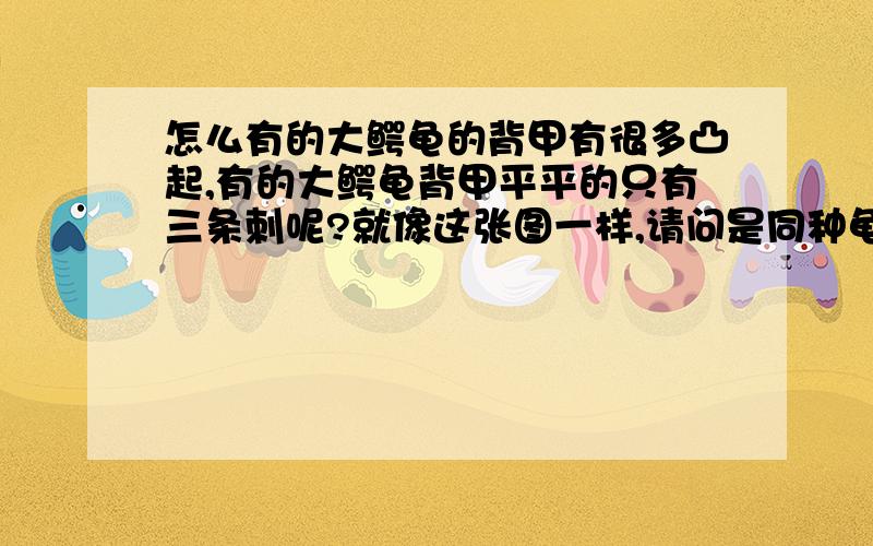 怎么有的大鳄龟的背甲有很多凸起,有的大鳄龟背甲平平的只有三条刺呢?就像这张图一样,请问是同种龟吗?还有,刺鳄龟和大鳄龟是一样的吗?请认真解答,