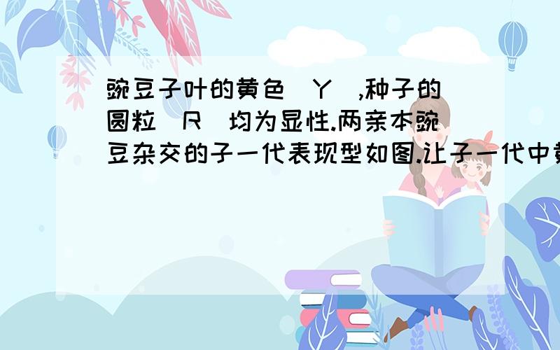 豌豆子叶的黄色（Y）,种子的圆粒（R）均为显性.两亲本豌豆杂交的子一代表现型如图.让子一代中黄色圆粒豌豆与绿色皱粒豌豆杂交,子二代的性状分离比为（ ）A.9:3:3:1 B.3:1:3:1 C.1:1:1:1 D.2:2:1:1