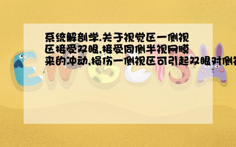 系统解剖学.关于视觉区一侧视区接受双眼,接受同侧半视网膜来的冲动,损伤一侧视区可引起双眼对侧视野偏盲称同向性偏盲.为什么接受同侧半视网膜来的冲动,但引起的是对侧视野偏盲?