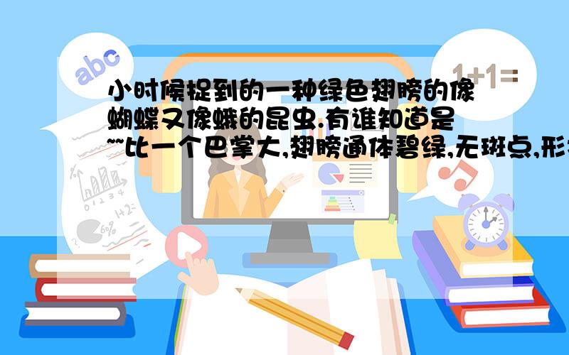 小时候捉到的一种绿色翅膀的像蝴蝶又像蛾的昆虫.有谁知道是~~比一个巴掌大,翅膀通体碧绿,无斑点,形状为类似凤蝶的翅膀.身体比蝉打全身白色绒毛覆盖,有白色羽毛状触角.已确定不是绿尾