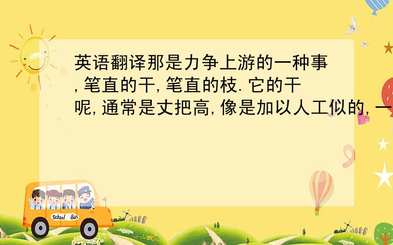 英语翻译那是力争上游的一种事,笔直的干,笔直的枝.它的干呢,通常是丈把高,像是加以人工似的,一丈以内,绝无旁枝；它所有的桠枝呢,一律向上,而且紧紧靠拢,也像是加以人工似的,成为一束,