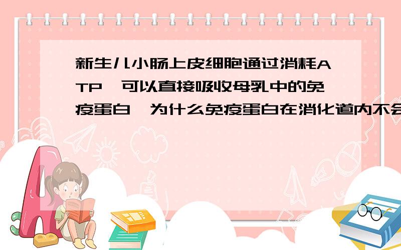 新生儿小肠上皮细胞通过消耗ATP,可以直接吸收母乳中的免疫蛋白,为什么免疫蛋白在消化道内不会被吸收?Rt