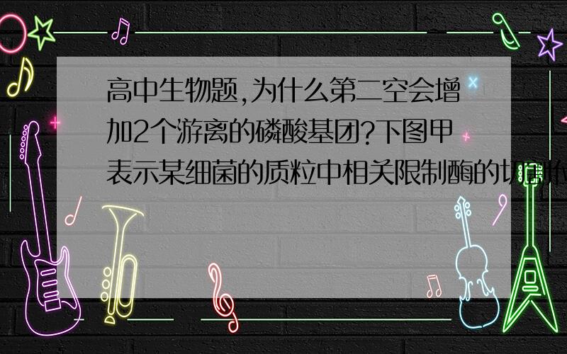 高中生物题,为什么第二空会增加2个游离的磷酸基团?下图甲表示某细菌的质粒中相关限制酶的切割位点,图乙表示目的基因所在的DNA中相关限制酶的切割位点.请分析并回答下列问题：用SmaI限