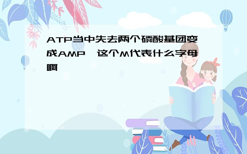 ATP当中失去两个磷酸基团变成AMP,这个M代表什么字母啊