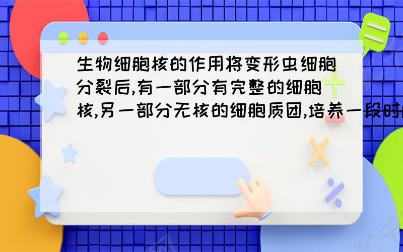 生物细胞核的作用将变形虫细胞分裂后,有一部分有完整的细胞核,另一部分无核的细胞质团,培养一段时间 后,有核部分能正常生长,无核部分几天死亡,说明细胞核-----A 对细胞生命活动起到调