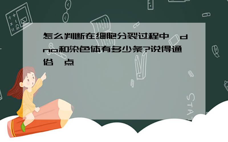 怎么判断在细胞分裂过程中,dna和染色体有多少条?说得通俗一点嘛