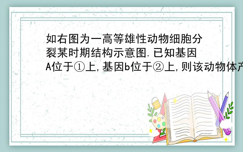 如右图为一高等雄性动物细胞分裂某时期结构示意图.已知基因A位于①上,基因b位于②上,则该动物体产生Ab配子的概率不可能是下列哪一个值（　　）注：四条染色体大小形状不一样.A．100% B