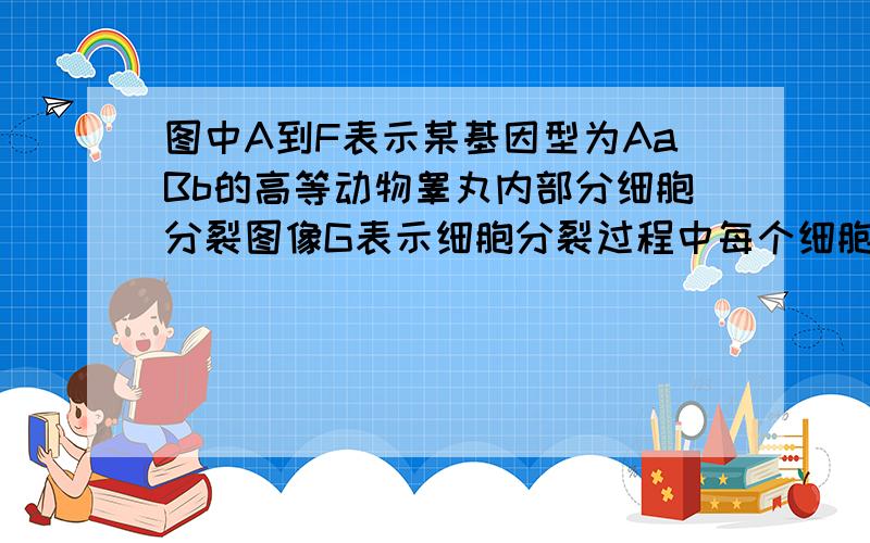 图中A到F表示某基因型为AaBb的高等动物睾丸内部分细胞分裂图像G表示细胞分裂过程中每个细胞核内染色体数目的变化曲线.据图回答