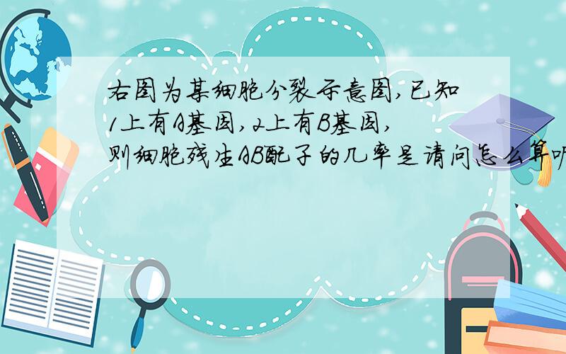 右图为某细胞分裂示意图,已知1上有A基因,2上有B基因,则细胞残生AB配子的几率是请问怎么算呢