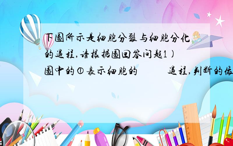 下图所示是细胞分裂与细胞分化的过程,请根据图回答问题1)图中的①表示细胞的           过程,判断的依据是因为①过程只有细胞的               增多. (2)图中的②表示细胞的