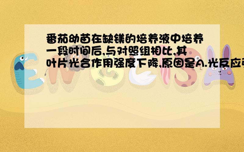 番茄幼苗在缺镁的培养液中培养一段时间后,与对照组相比,其叶片光合作用强度下降,原因是A.光反应强度升高,暗反应迁都降低 \x05B.光反应强度降低,暗反应迁都降低升高\x05C.反应强度不变,暗