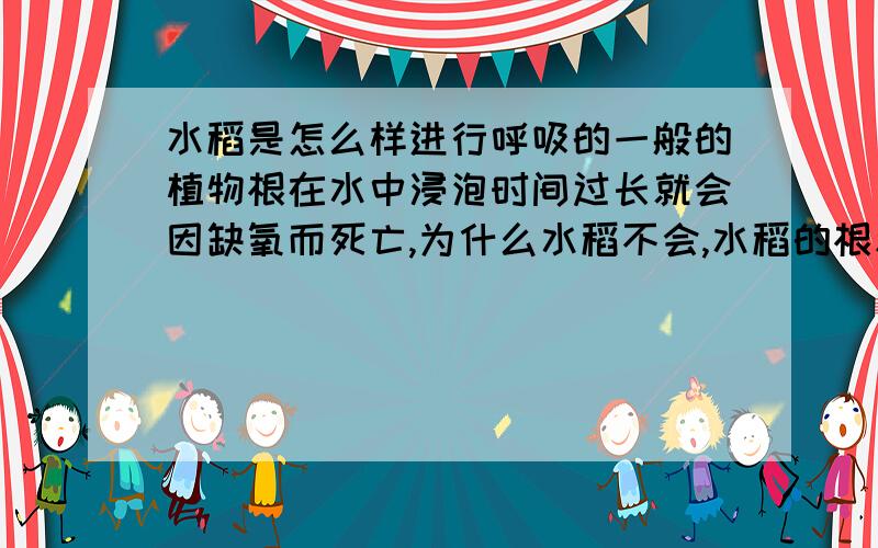 水稻是怎么样进行呼吸的一般的植物根在水中浸泡时间过长就会因缺氧而死亡,为什么水稻不会,水稻的根和别的植物的根呼吸有什么不同,水稻是怎么进行呼吸的