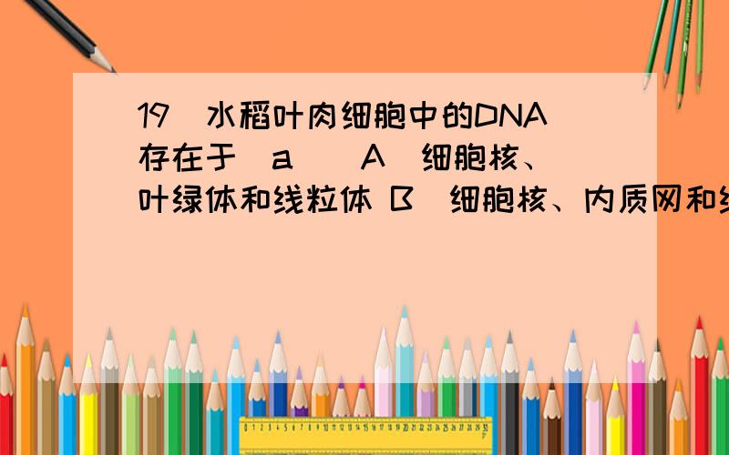 19．水稻叶肉细胞中的DNA存在于（a ） A．细胞核、叶绿体和线粒体 B．细胞核、内质网和线粒体 C．细胞核、