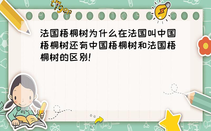 法国梧桐树为什么在法国叫中国梧桐树还有中国梧桐树和法国梧桐树的区别!