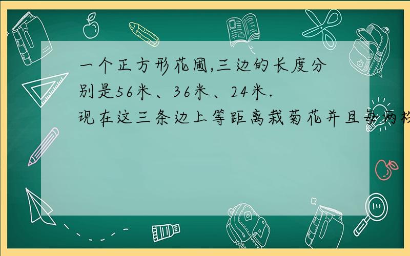 一个正方形花圃,三边的长度分别是56米、36米、24米.现在这三条边上等距离栽菊花并且每两株菊花之间的距离尽量大.问：一共在多少株菊花