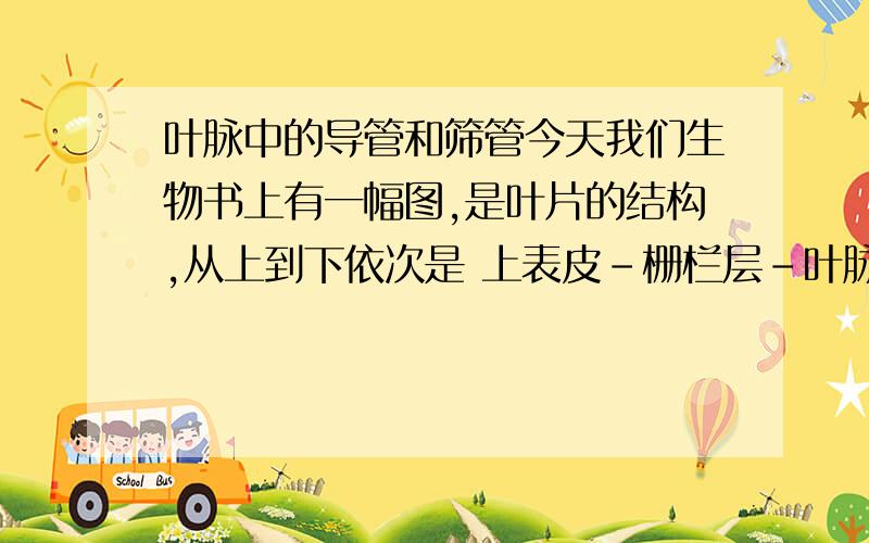 叶脉中的导管和筛管今天我们生物书上有一幅图,是叶片的结构,从上到下依次是 上表皮-栅栏层-叶脉-海绵层-下表皮,到叶脉那里有两种颜色,上面是蓝色,下面是红色,哪个是导管,哪个是筛管?