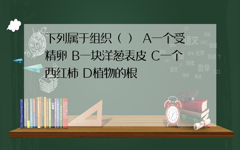 下列属于组织（ ） A一个受精卵 B一块洋葱表皮 C一个西红柿 D植物的根