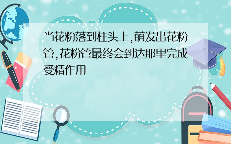 当花粉落到柱头上,萌发出花粉管,花粉管最终会到达那里完成受精作用