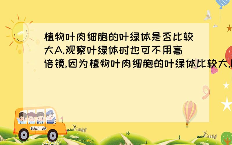 植物叶肉细胞的叶绿体是否比较大A.观察叶绿体时也可不用高倍镜,因为植物叶肉细胞的叶绿体比较大.B.低倍镜的视野中,右上角有一块不清晰的图像,此时应用高倍镜并调节细准胶螺旋AB那个是