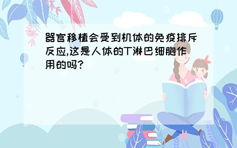 器官移植会受到机体的免疫排斥反应,这是人体的T淋巴细胞作用的吗?