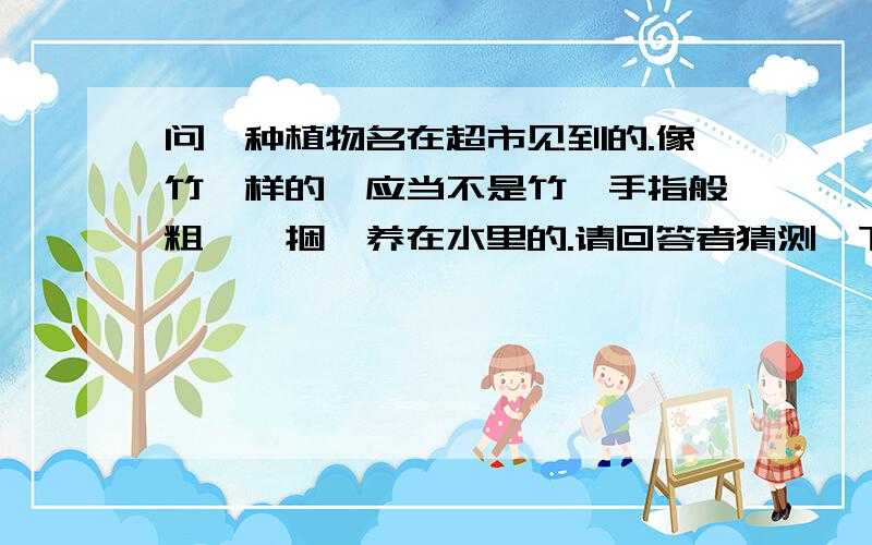 问一种植物名在超市见到的.像竹一样的,应当不是竹,手指般粗,一捆,养在水里的.请回答者猜测一下那是什么植物.我不知道.最好附图.