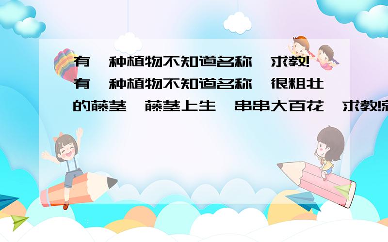 有一种植物不知道名称,求教!有一种植物不知道名称,很粗壮的藤茎,藤茎上生一串串大百花,求教!就是这种花,不过是白色的.