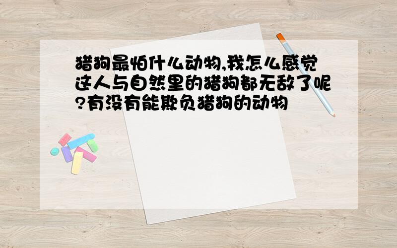 猎狗最怕什么动物,我怎么感觉这人与自然里的猎狗都无敌了呢?有没有能欺负猎狗的动物