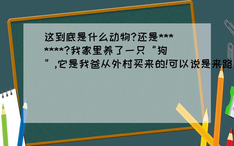 这到底是什么动物?还是*******?我家里养了一只“狗”,它是我爸从外村买来的!可以说是来路不明啊!从我看到它第一眼起,我就觉得它很奇怪,总觉得有些地方不对劲.看外貌,我倒觉得它是一只狐