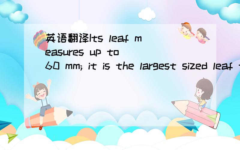 英语翻译Its leaf measures up to 60 mm; it is the largest sized leaf tea amongthe famous green teas.But surprisingly its size does not affect its delicateorchid fragrance with a mellow taste which lasts up to four brewing.In aglass,the leaf gracef