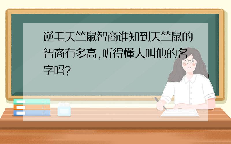 逆毛天竺鼠智商谁知到天竺鼠的智商有多高,听得懂人叫他的名字吗?