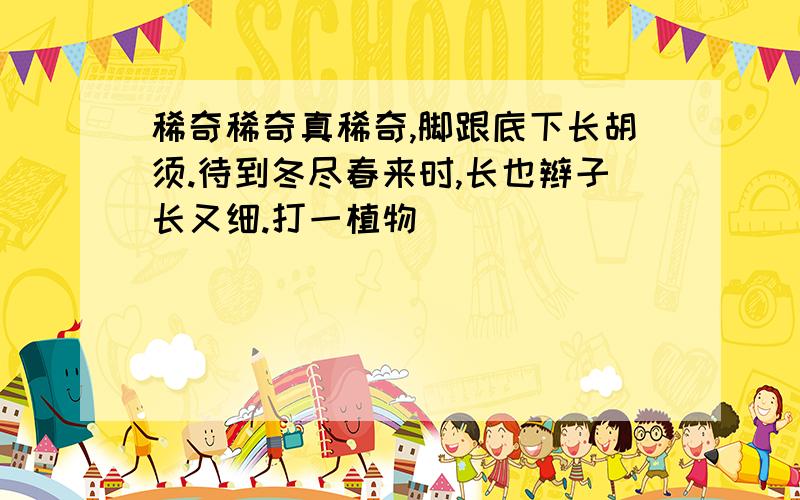 稀奇稀奇真稀奇,脚跟底下长胡须.待到冬尽春来时,长也辫子长又细.打一植物（ ）