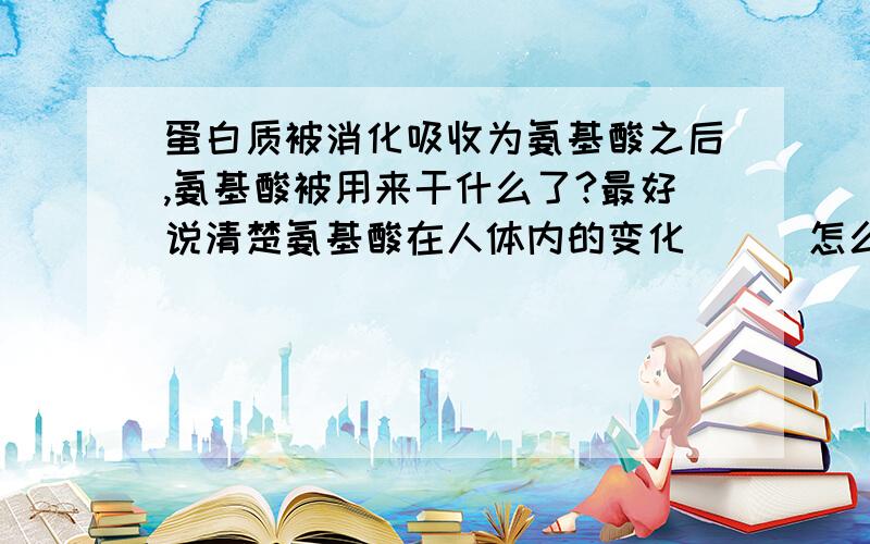 蛋白质被消化吸收为氨基酸之后,氨基酸被用来干什么了?最好说清楚氨基酸在人体内的变化```怎么样变化的```谢了```急!