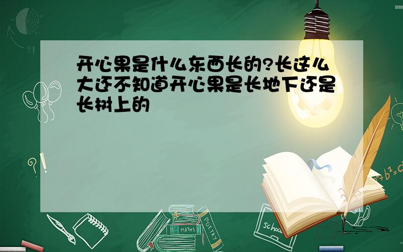 开心果是什么东西长的?长这么大还不知道开心果是长地下还是长树上的